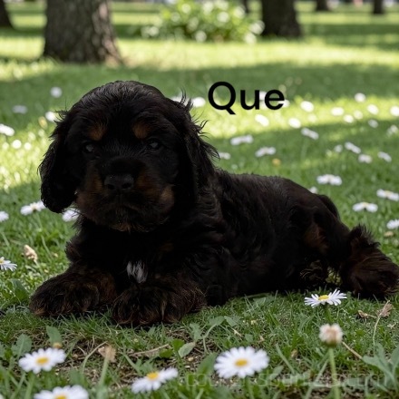 puppy, for, sale, Cocker Spaniel, Joe & Cherri  Overlease, dog, breeder, Miller, MO, dog-breeder, puppy-for-sale, forsale, nearby, find, puppyfind, locator, puppylocator, aca